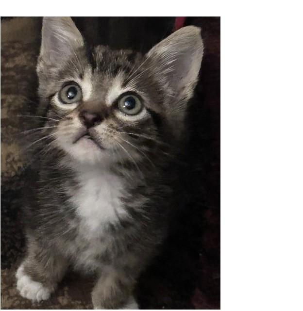 Cosmo, Adoptable, Kitten Male Domestic Short Hair.