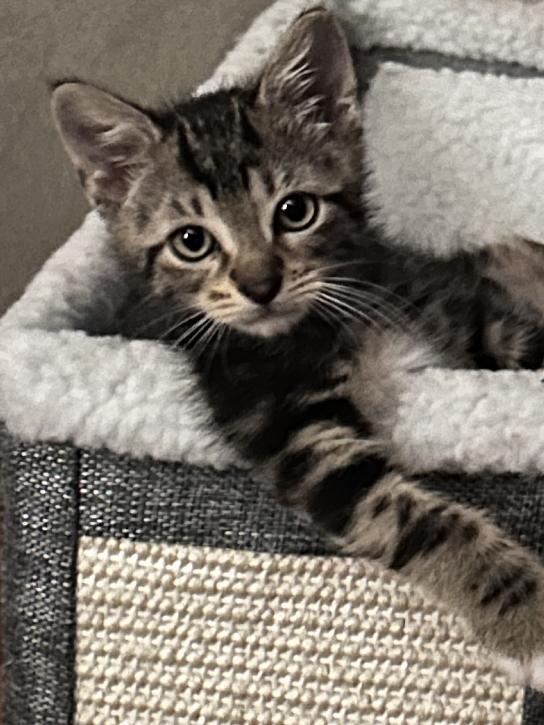 Cosmo, a Adoptable Domestic Short Hair in Lafayette, LA image 2/6