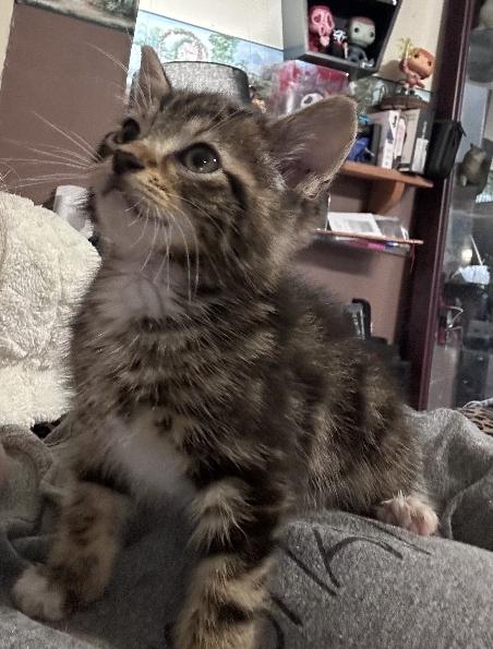 Cosmo, a Adoptable Domestic Short Hair in Lafayette, LA image 4/6