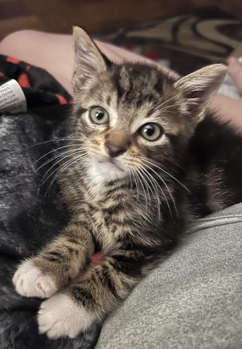 Cosmo, a Adoptable Domestic Short Hair in Lafayette, LA image 3/6