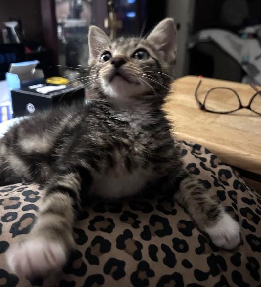 Cosmo, a Adoptable Domestic Short Hair in Lafayette, LA image 5/6