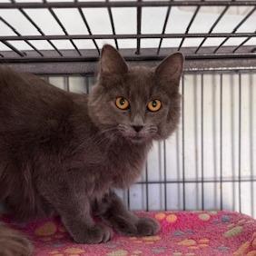 Maya (26-9875), Adoptable, Young Female Domestic Long Hair.