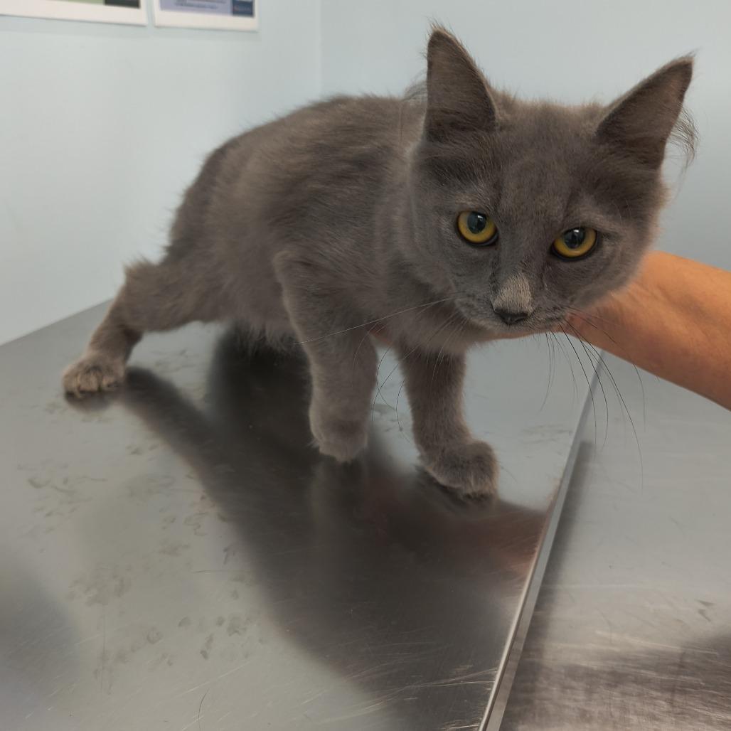 Enlarge Maya (26-9875), a Adoptable Domestic Long Hair in Fort Smith, AR image 2/2