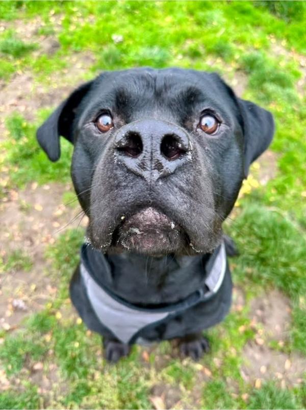 Enlarge Peter, a Adoptable mixed breed in Salem, OR image 3/6