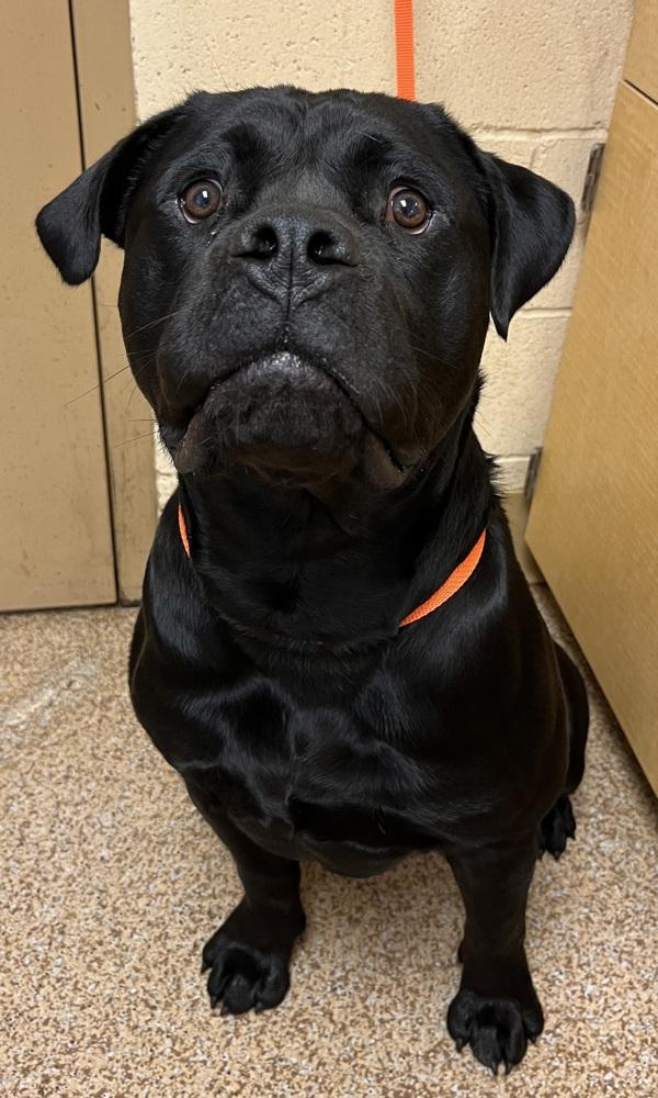 Enlarge Peter, a Adoptable mixed breed in Salem, OR image 4/6