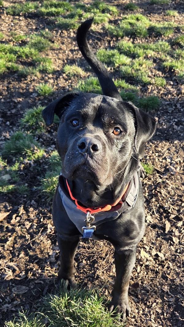 Enlarge Peter, a Adoptable mixed breed in Salem, OR image 5/6