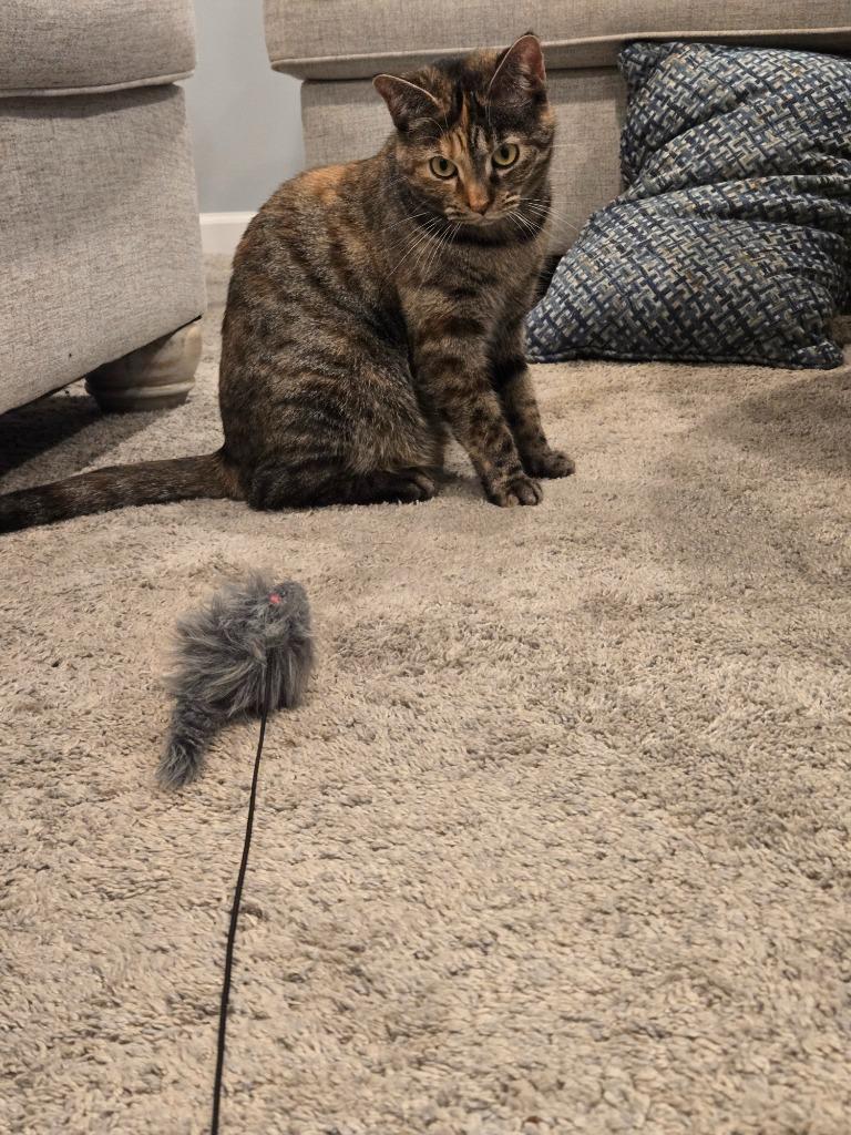 Panettone thumbnail 3