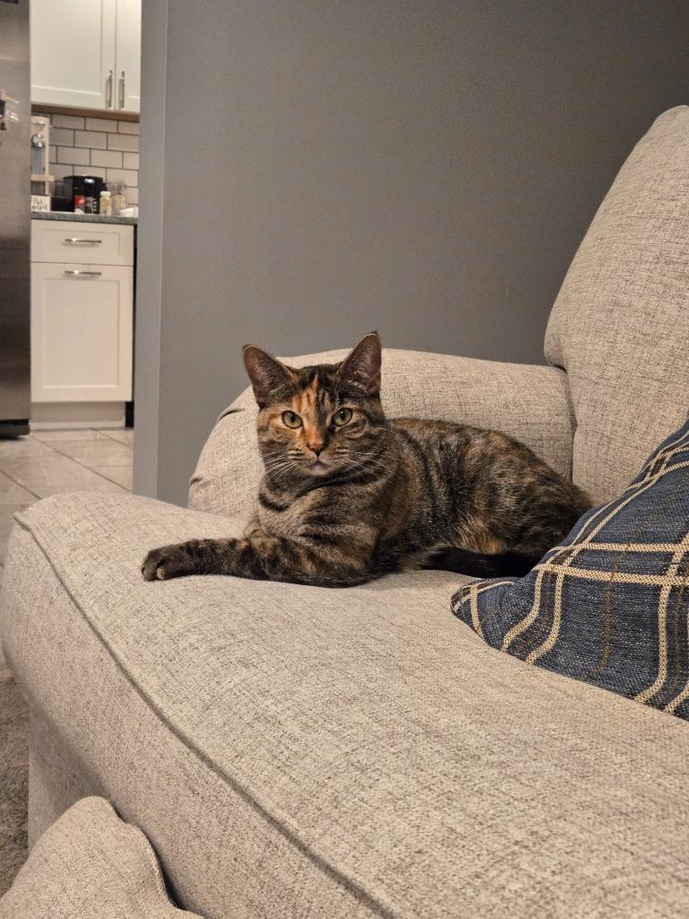 Panettone thumbnail 4