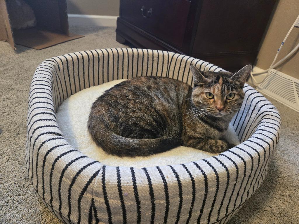 Panettone thumbnail 5