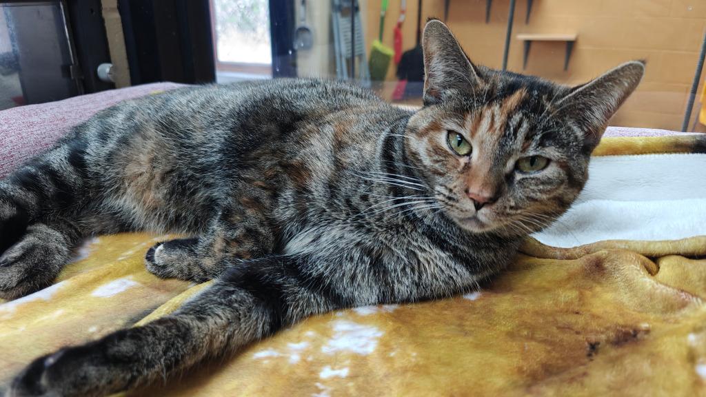 Panettone thumbnail 6