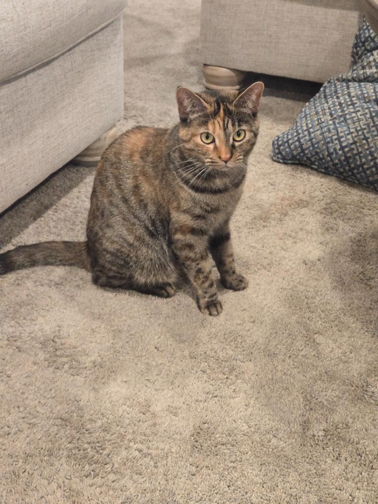 Panettone thumbnail 7