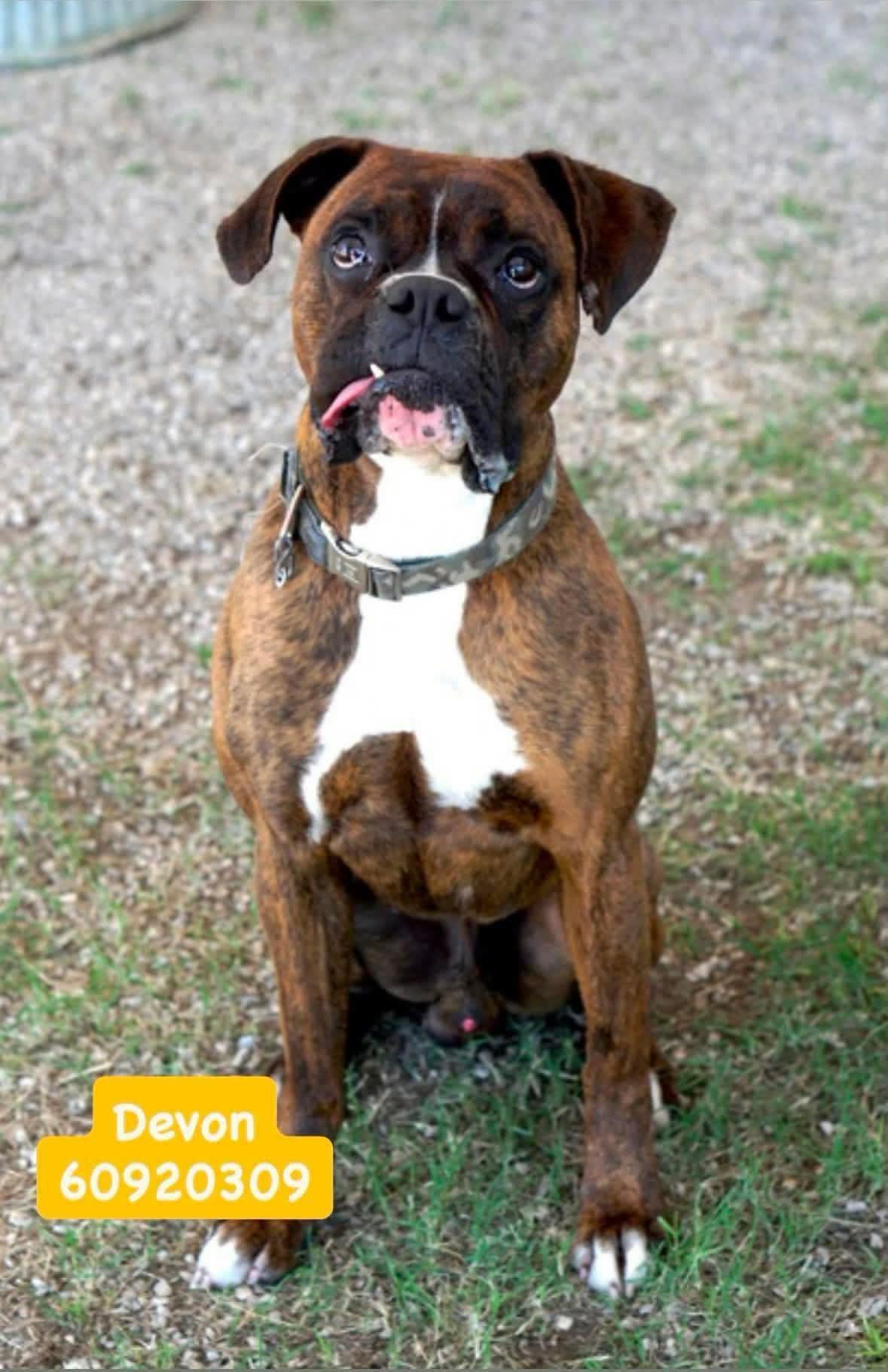 Devon, Adopted, Adult Male Boxer.