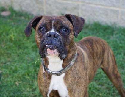 Enlarge Devon, a Adopted Boxer in Monticello, NY image 2/2