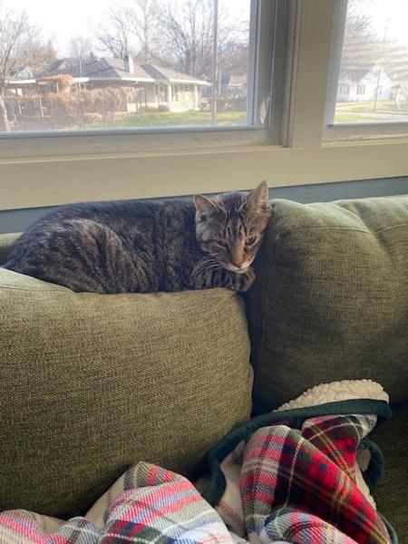 Buddy -- Bonded Buddy With Boris, Adoptable, Adult Male Domestic Short Hair.