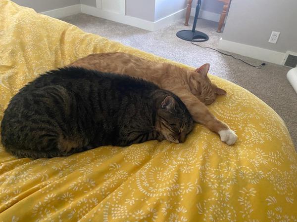 Enlarge Buddy -- Bonded Buddy With Boris, a Adoptable mixed breed in Des Moines, IA image 3/6