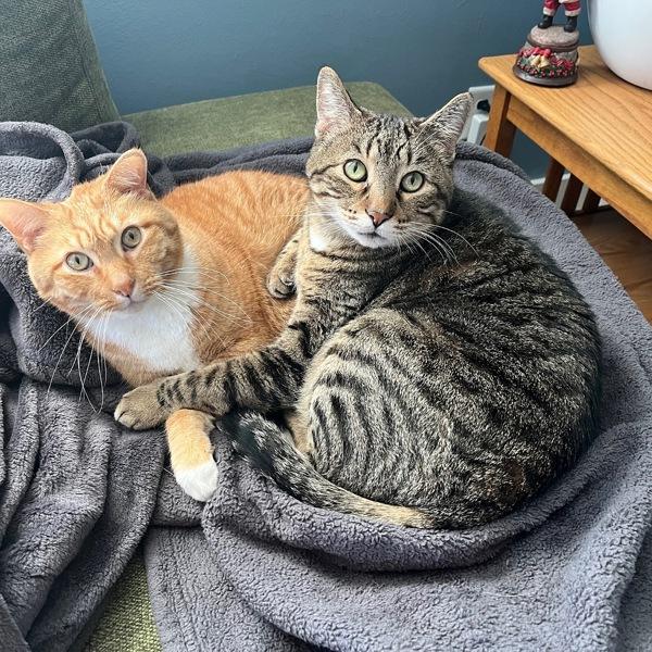 Buddy -- Bonded Buddy With Boris, a Adoptable mixed breed in Des Moines, IA image 3/6