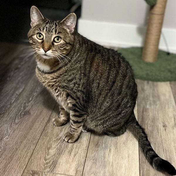 Buddy -- Bonded Buddy With Boris, a Adoptable mixed breed in Des Moines, IA image 5/6