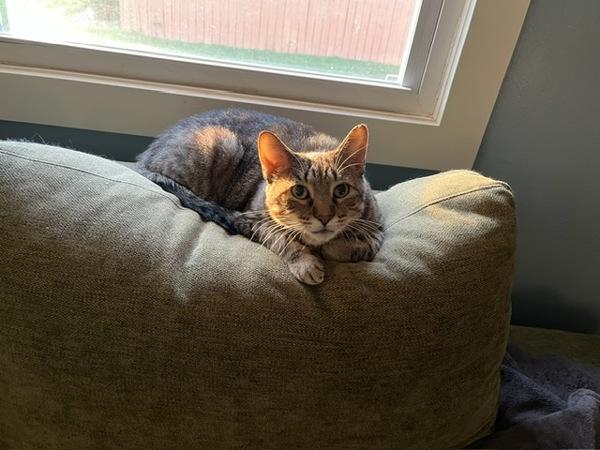 Enlarge Buddy -- Bonded Buddy With Boris, a Adoptable mixed breed in Des Moines, IA image 6/6