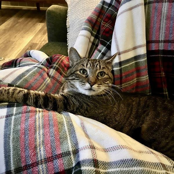 Buddy -- Bonded Buddy With Boris, a Adoptable mixed breed in Des Moines, IA image 6/6