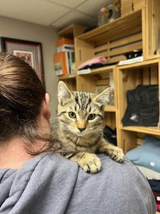 Enlarge Petrie, a Adoptable mixed breed in East Brookfield, MA image 1/1