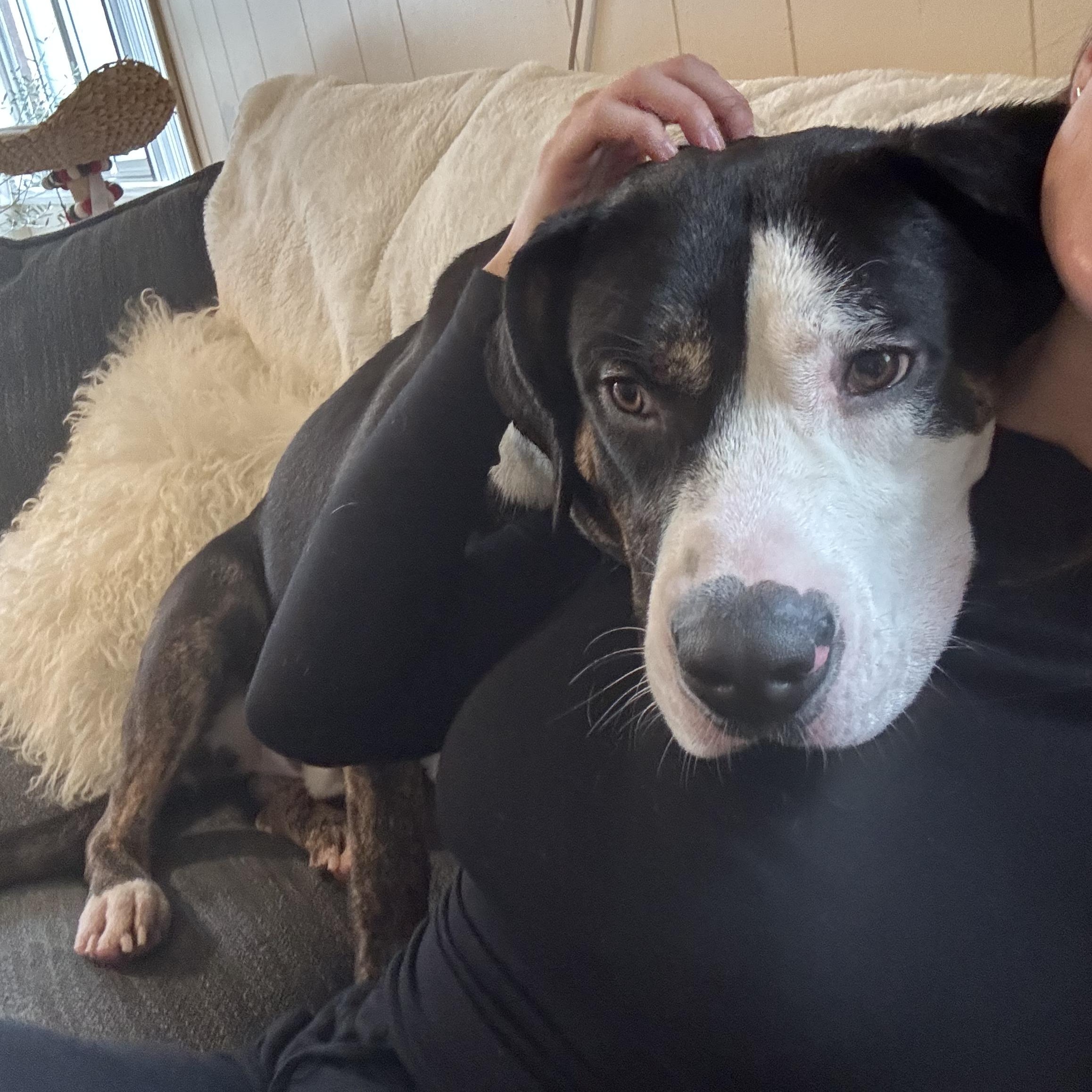 Enlarge Stanley, a ADOPTABLE mixed breed in San Diego, CA image 4/5