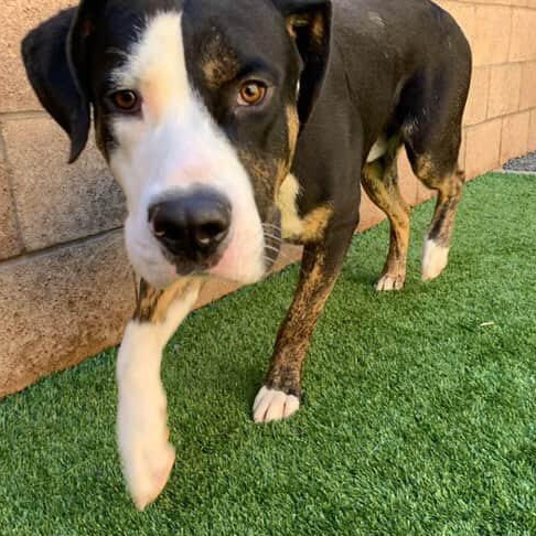 Enlarge Stanley, a ADOPTABLE mixed breed in San Diego, CA image 3/5