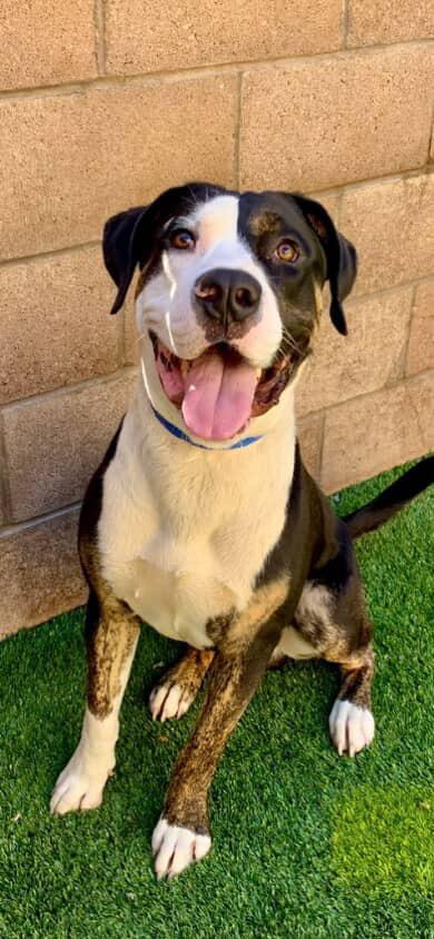 Enlarge Stanley, a ADOPTABLE mixed breed in San Diego, CA image 2/5