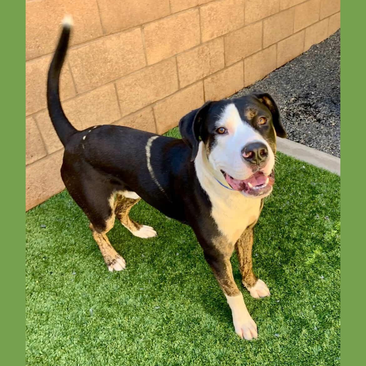 Enlarge Stanley, a ADOPTABLE mixed breed in San Diego, CA image 1/5