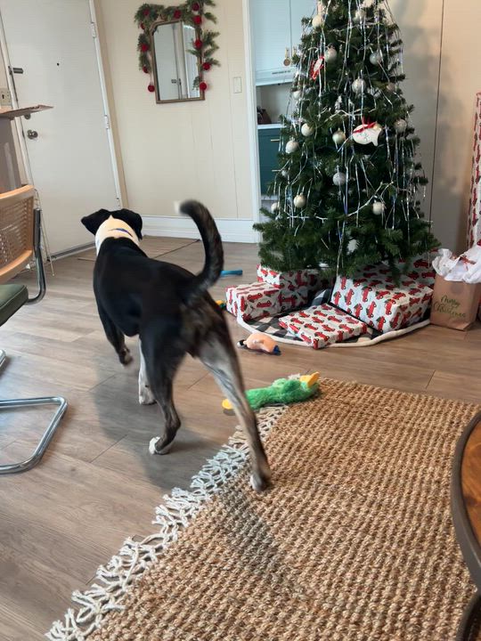 Enlarge Stanley, a ADOPTABLE mixed breed in San Diego, CA video 5/5