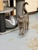 Galadriel, adopted, Young Male Domestic Medium Hair.