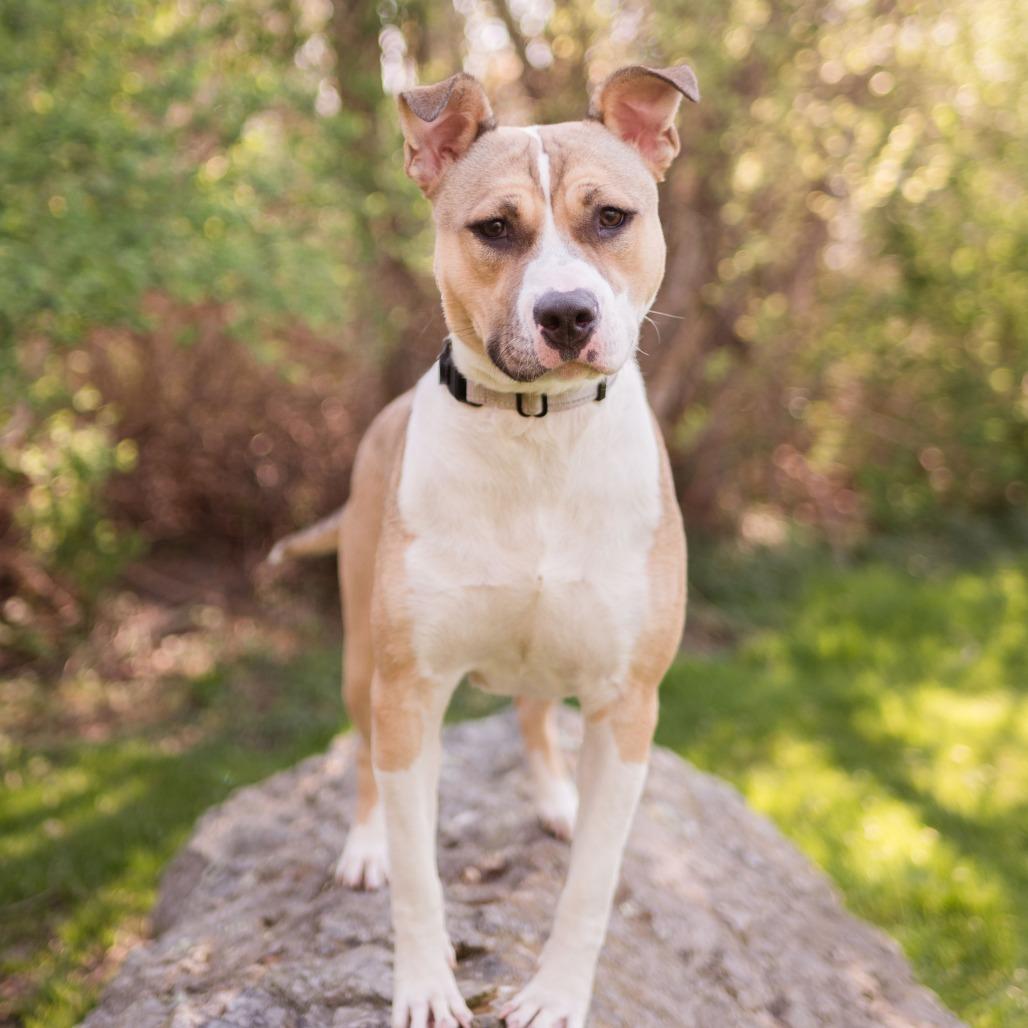 Stitch, a Adoptable Mixed Breed in Middletown, RI image 2/6