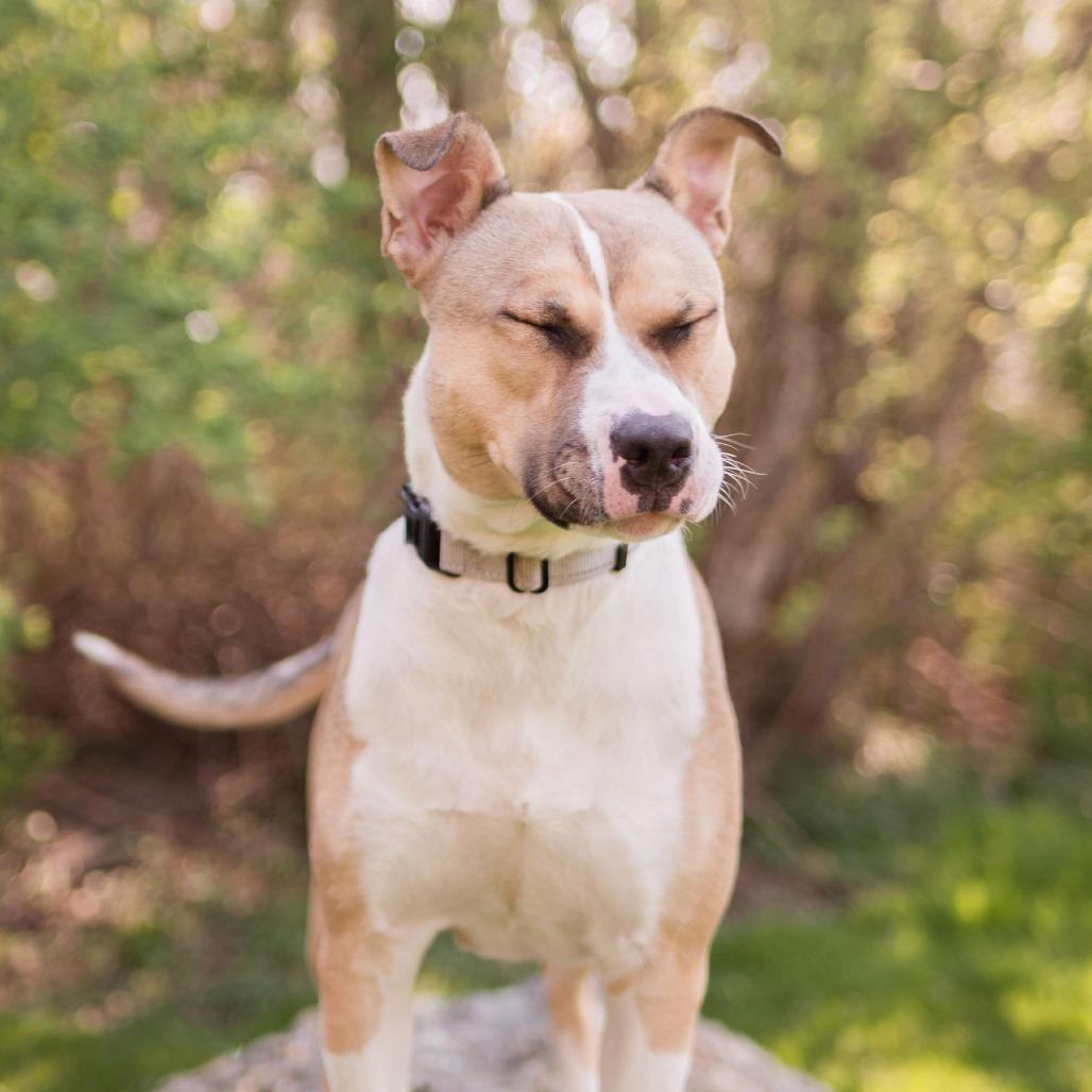 Stitch, a Adoptable Mixed Breed in Middletown, RI image 3/6
