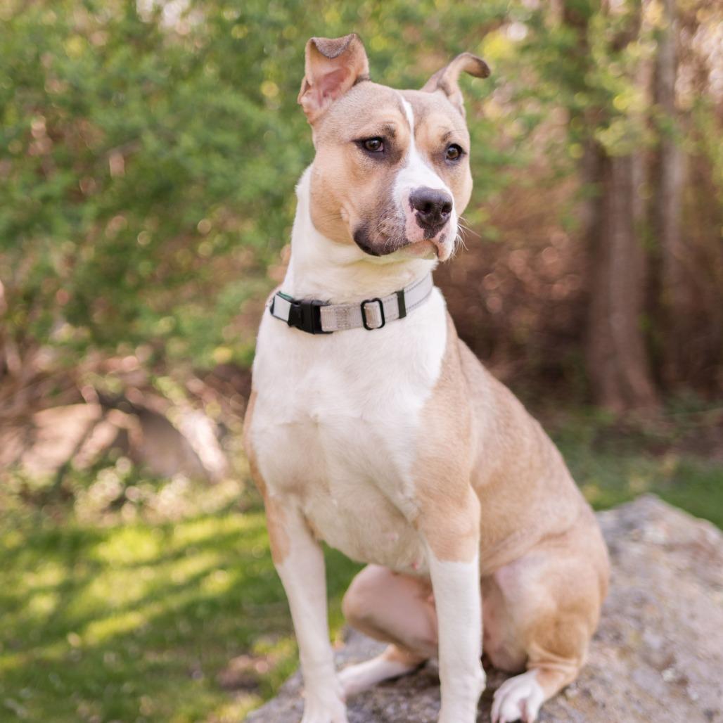 Stitch, a Adoptable Mixed Breed in Middletown, RI image 4/6