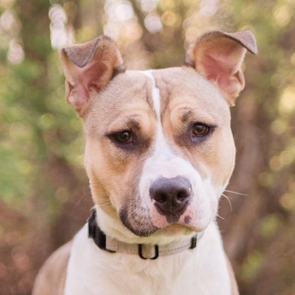 Stitch, a Adoptable Mixed Breed in Middletown, RI image 5/6