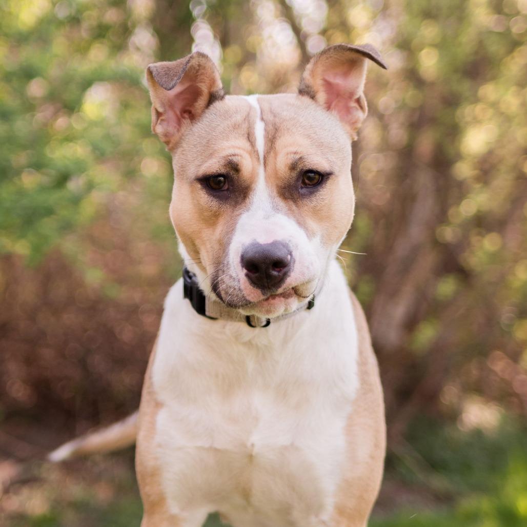 Stitch, a Adoptable Mixed Breed in Middletown, RI image 6/6