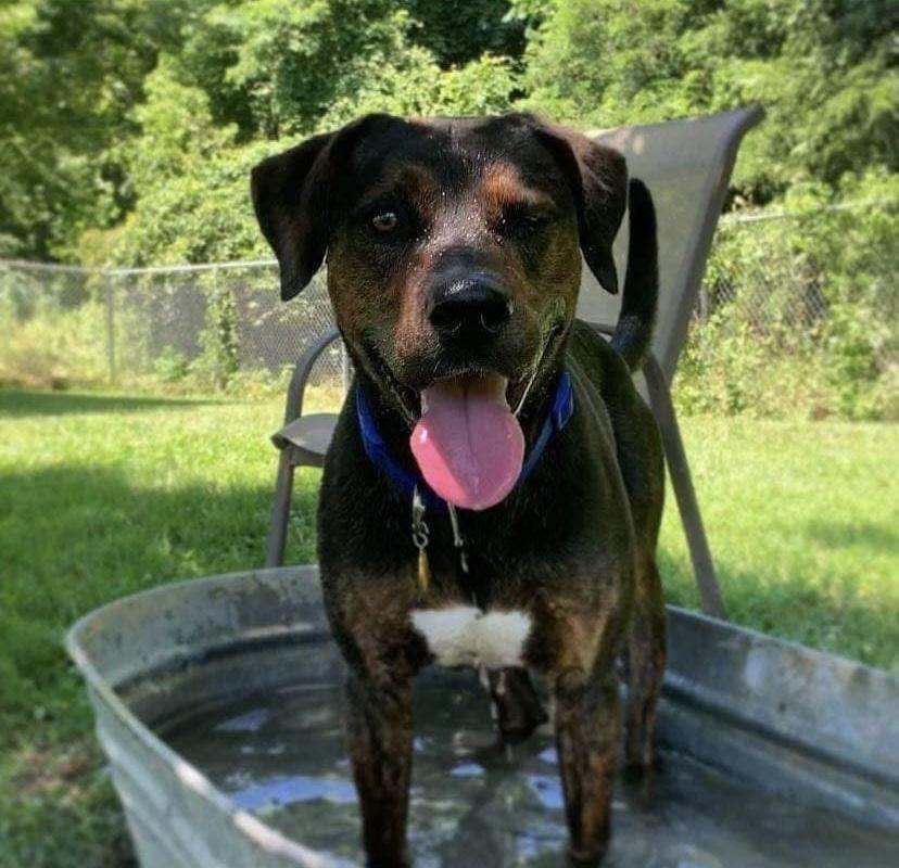 Diesel, a Adoptable mixed breed in Godfrey, IL image 1/3