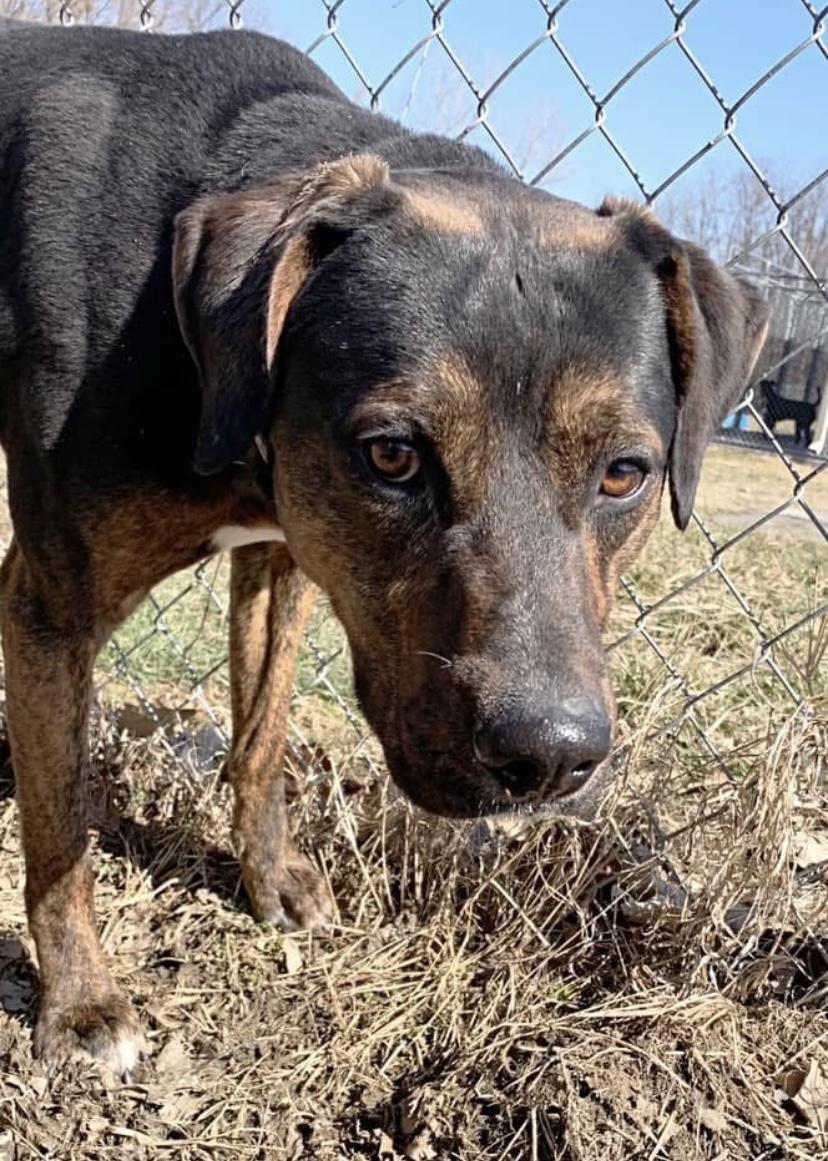 Diesel, a Adoptable mixed breed in Godfrey, IL image 2/3