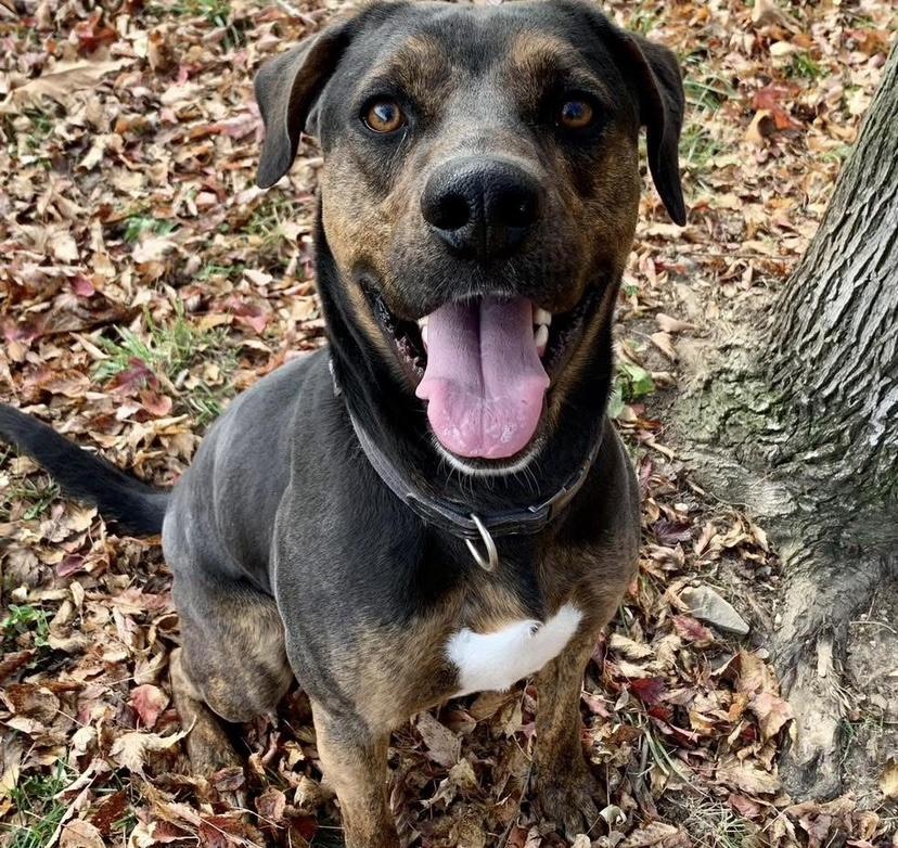 Diesel, a Adoptable mixed breed in Godfrey, IL image 3/3