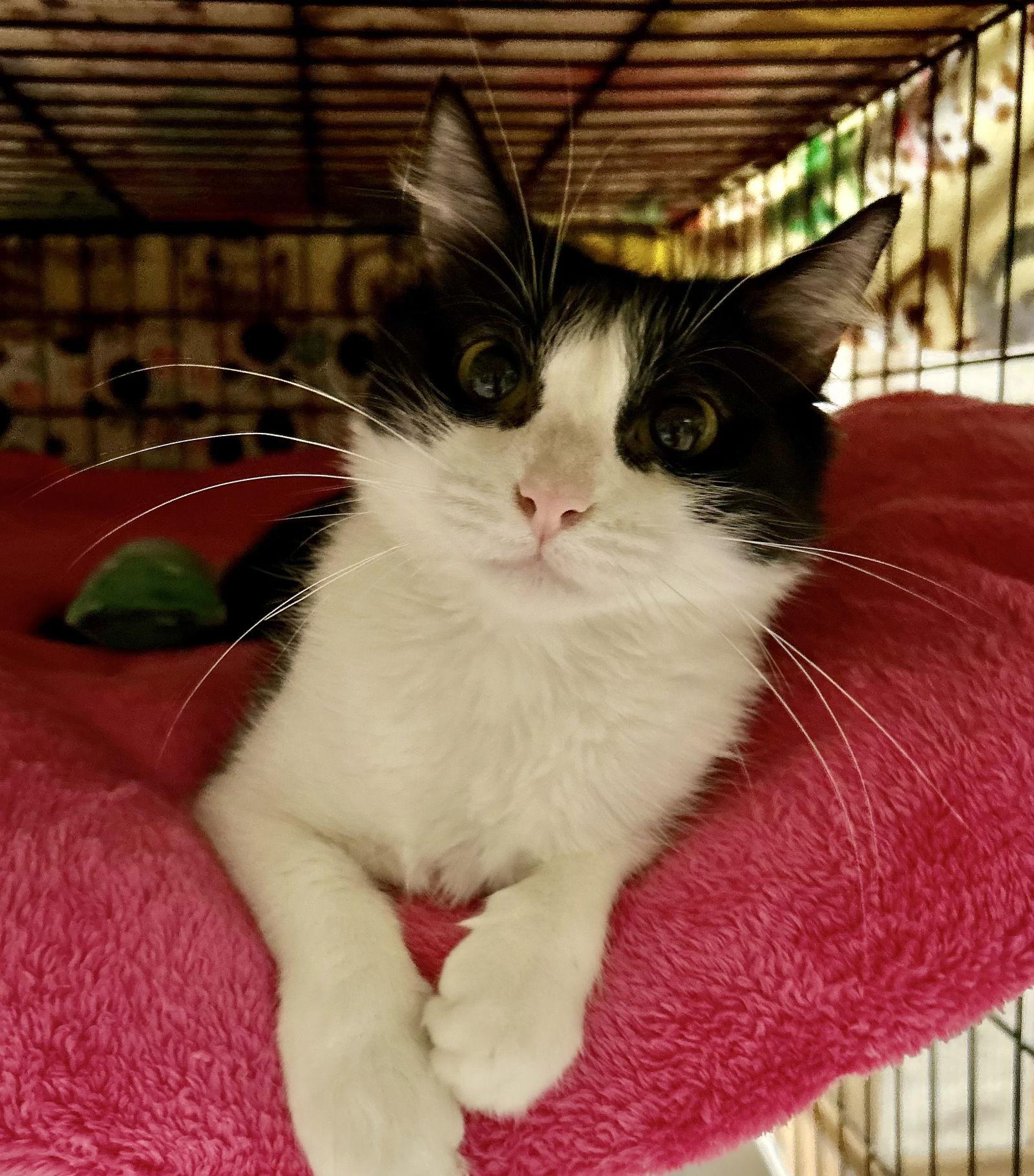 Meeka, Adoptable, Young Female Domestic Short Hair.