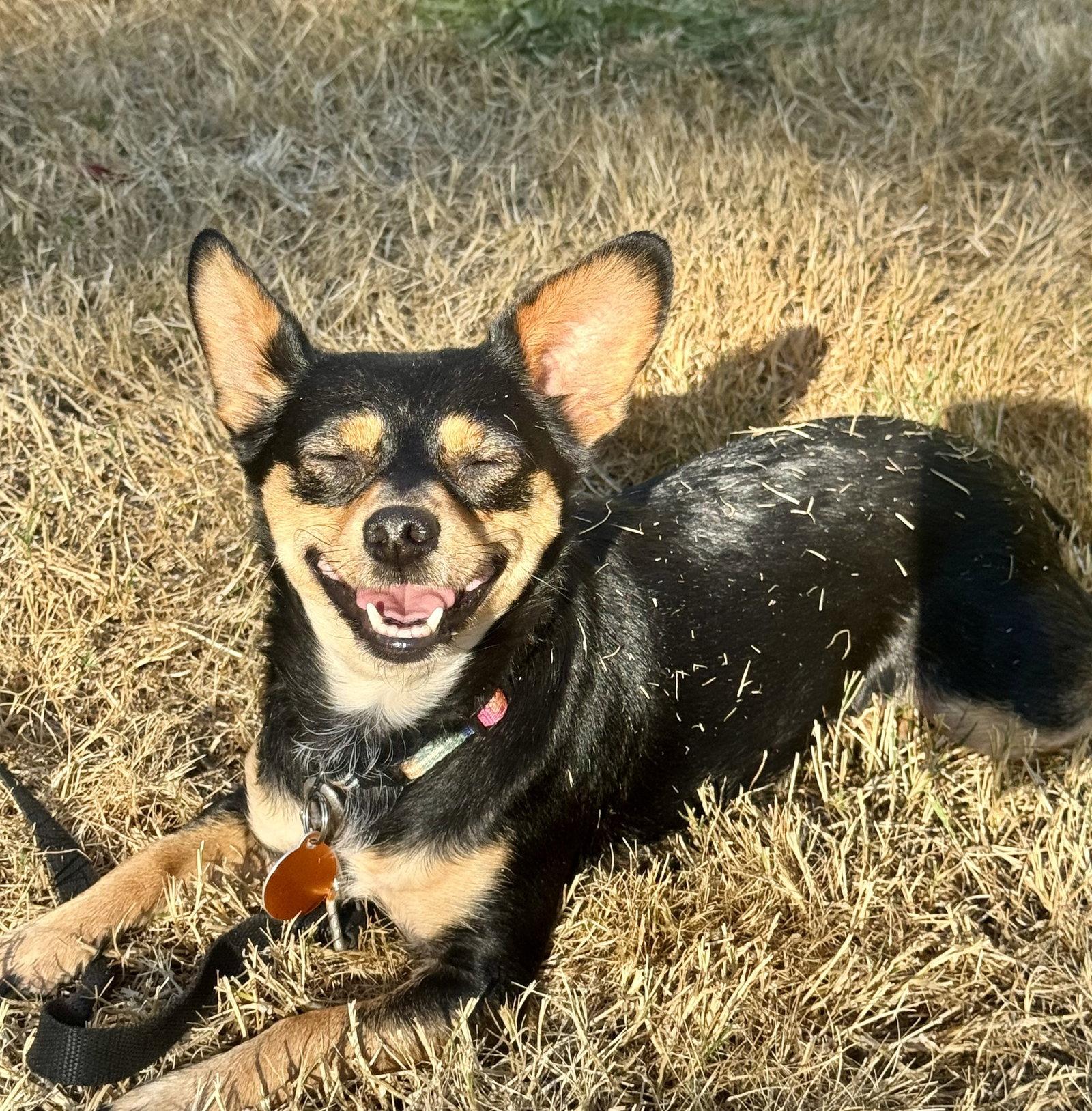 Mimi, Adoptable, Adult Female Chihuahua.