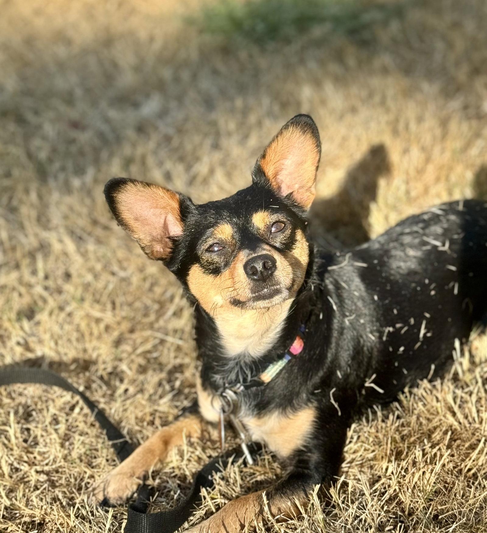 Enlarge Mimi, a Adoptable Chihuahua in Seattle, WA image 2/3