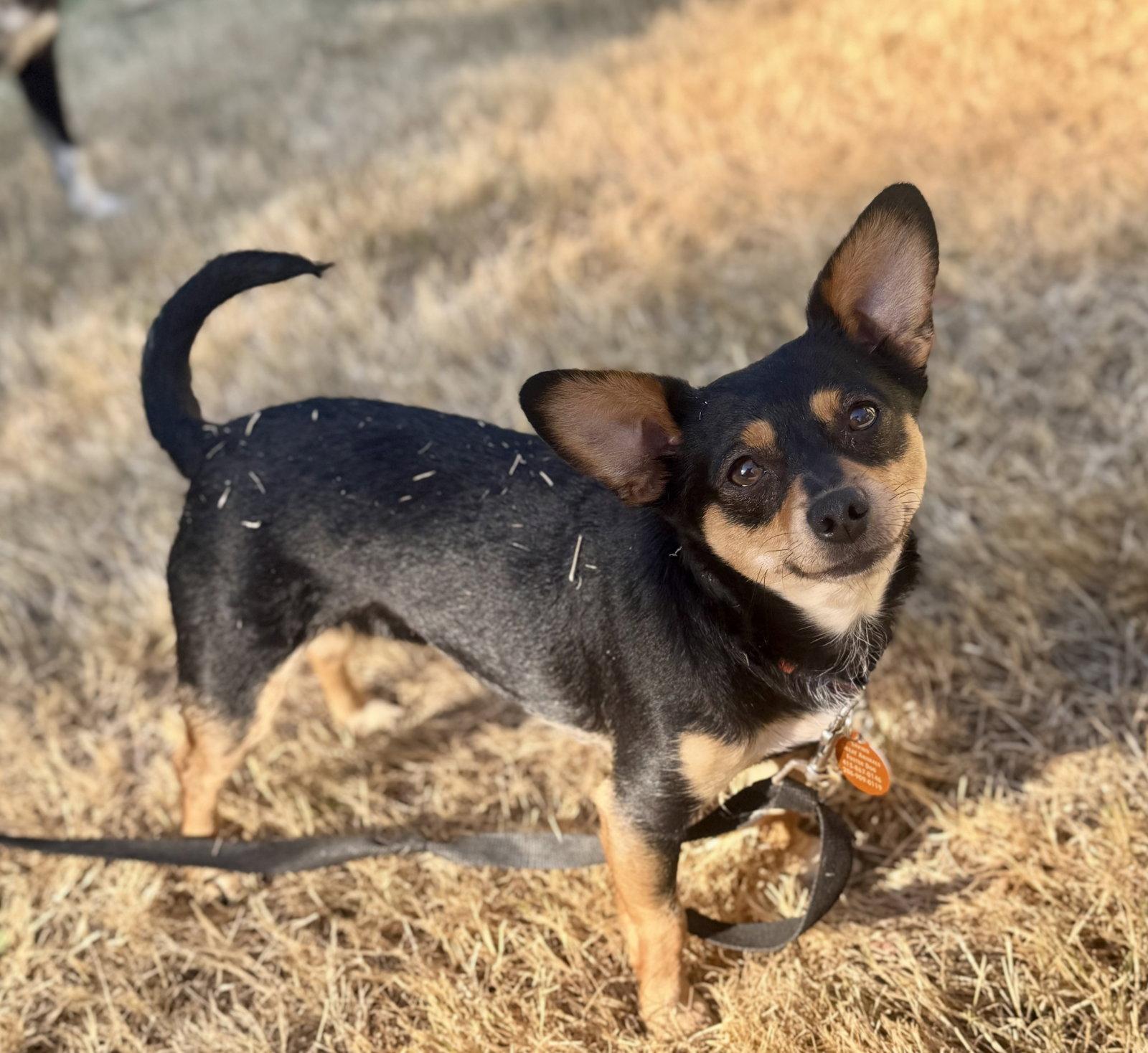 Enlarge Mimi, a Adoptable Chihuahua in Seattle, WA image 3/3