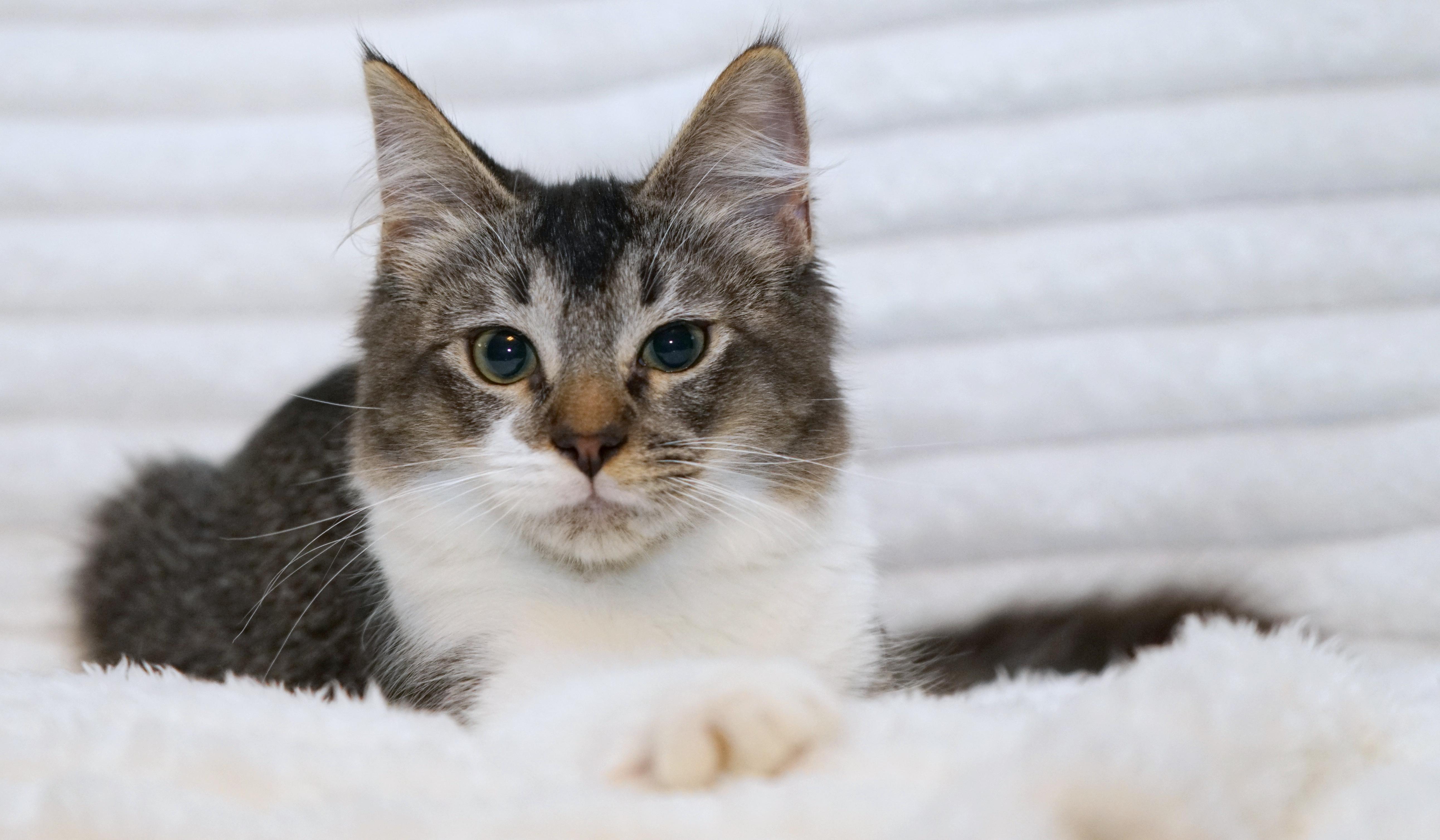 Marley, ADOPTABLE, Kitten Male Domestic Short Hair.