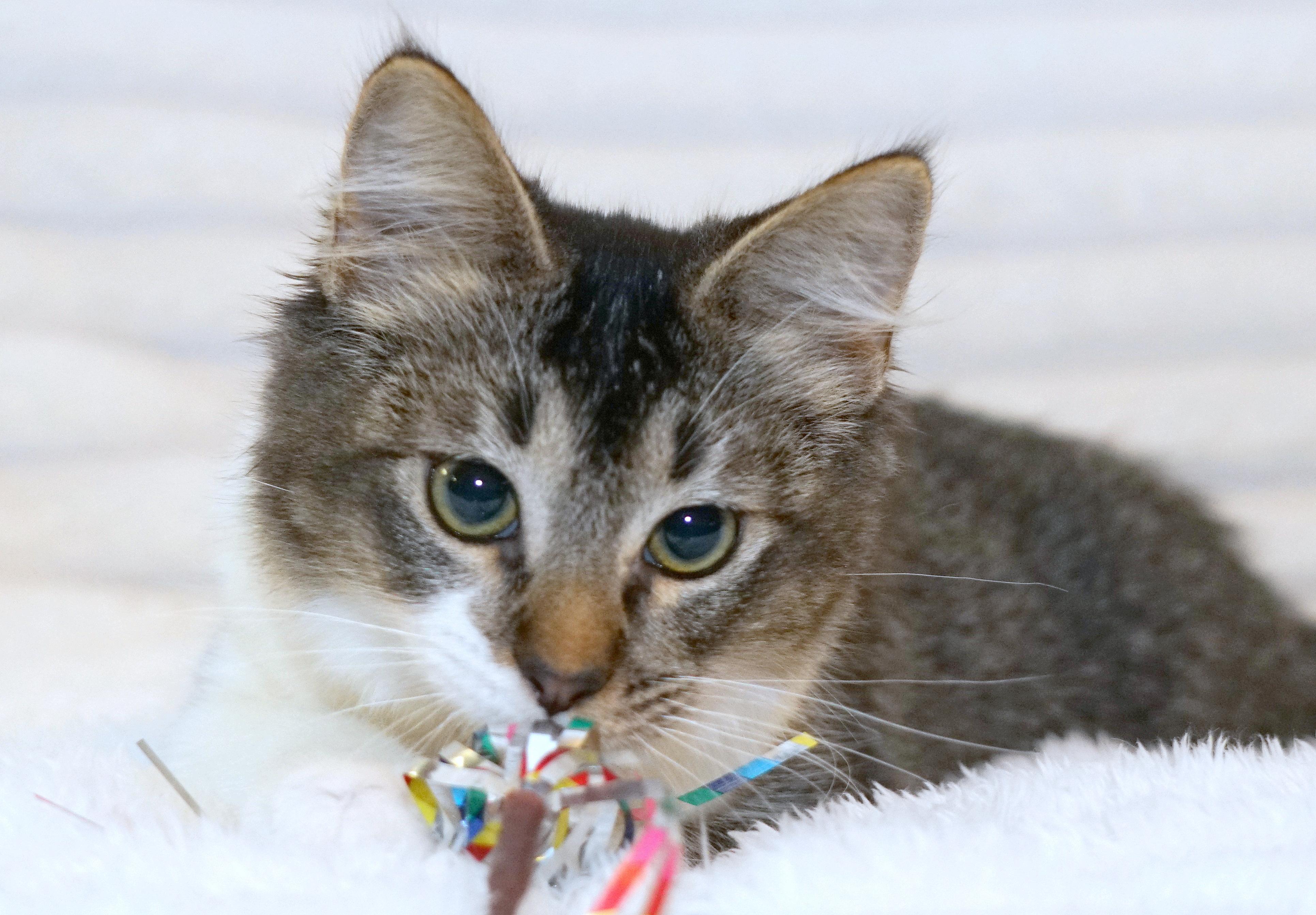 Enlarge Marley, a ADOPTABLE Domestic Short Hair in Rocklin, CA image 4/5