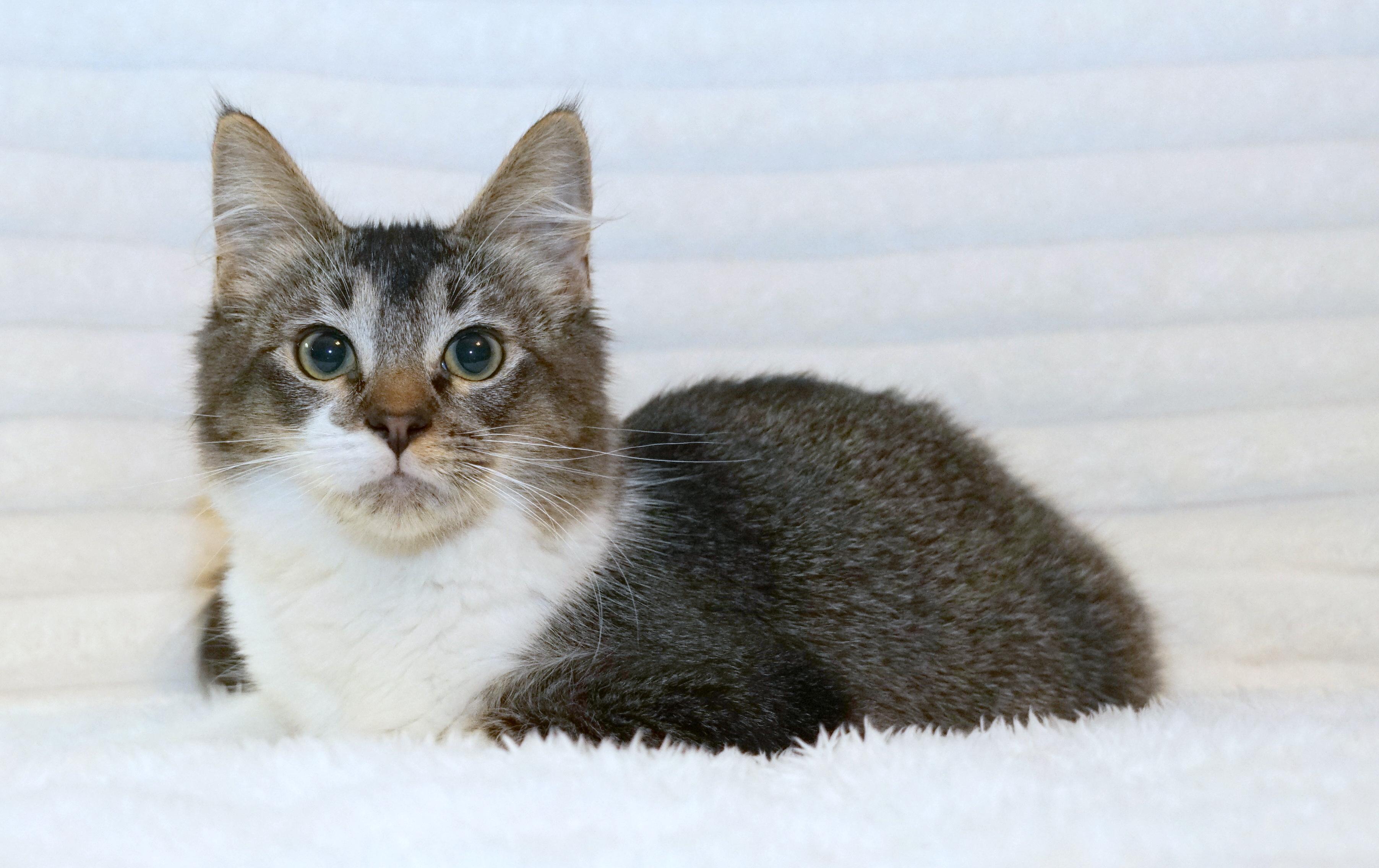 Enlarge Marley, a ADOPTABLE Domestic Short Hair in Rocklin, CA image 3/5