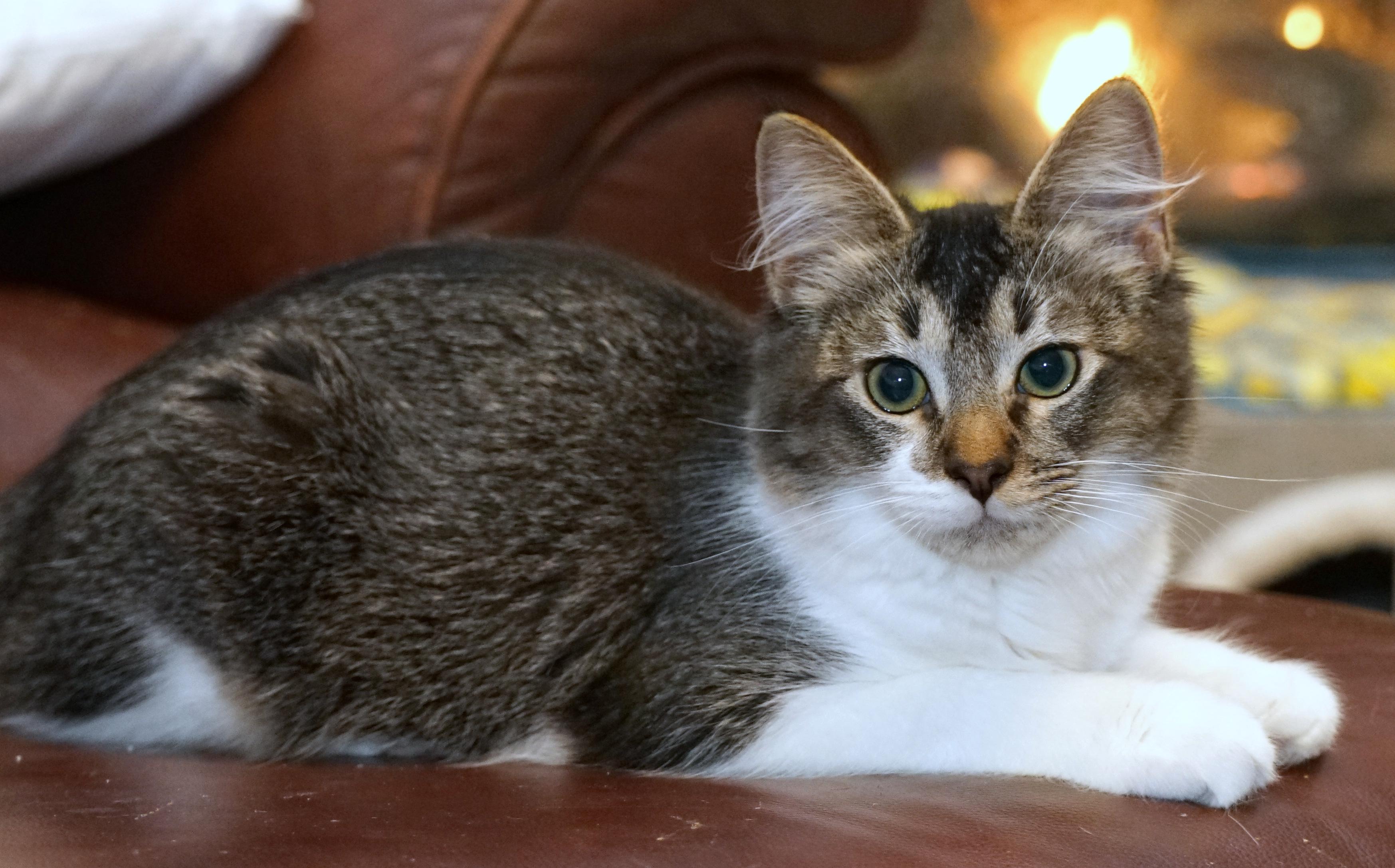 Enlarge Marley, a ADOPTABLE Domestic Short Hair in Rocklin, CA image 2/5