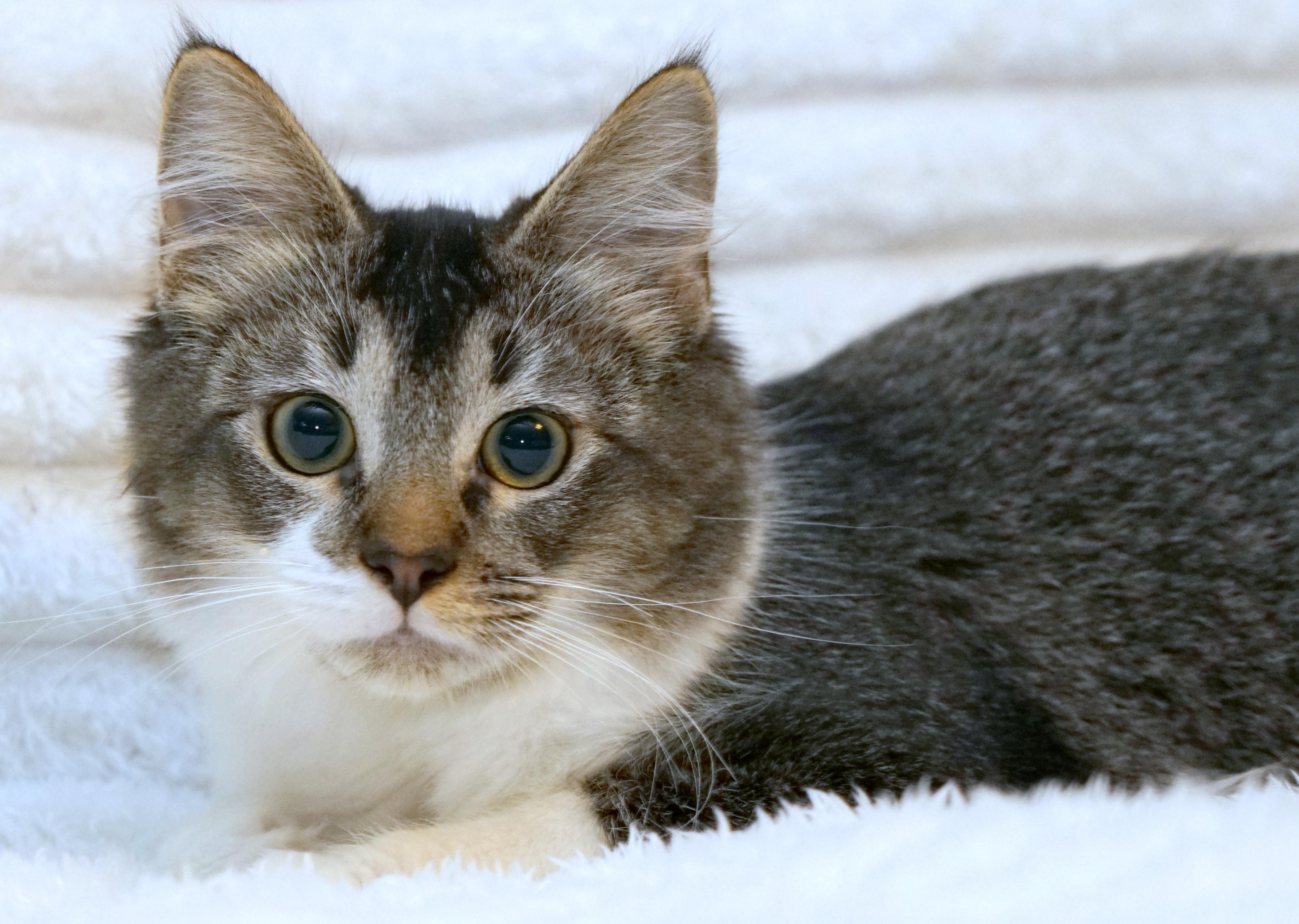 Enlarge Marley, a ADOPTABLE Domestic Short Hair in Rocklin, CA image 5/5