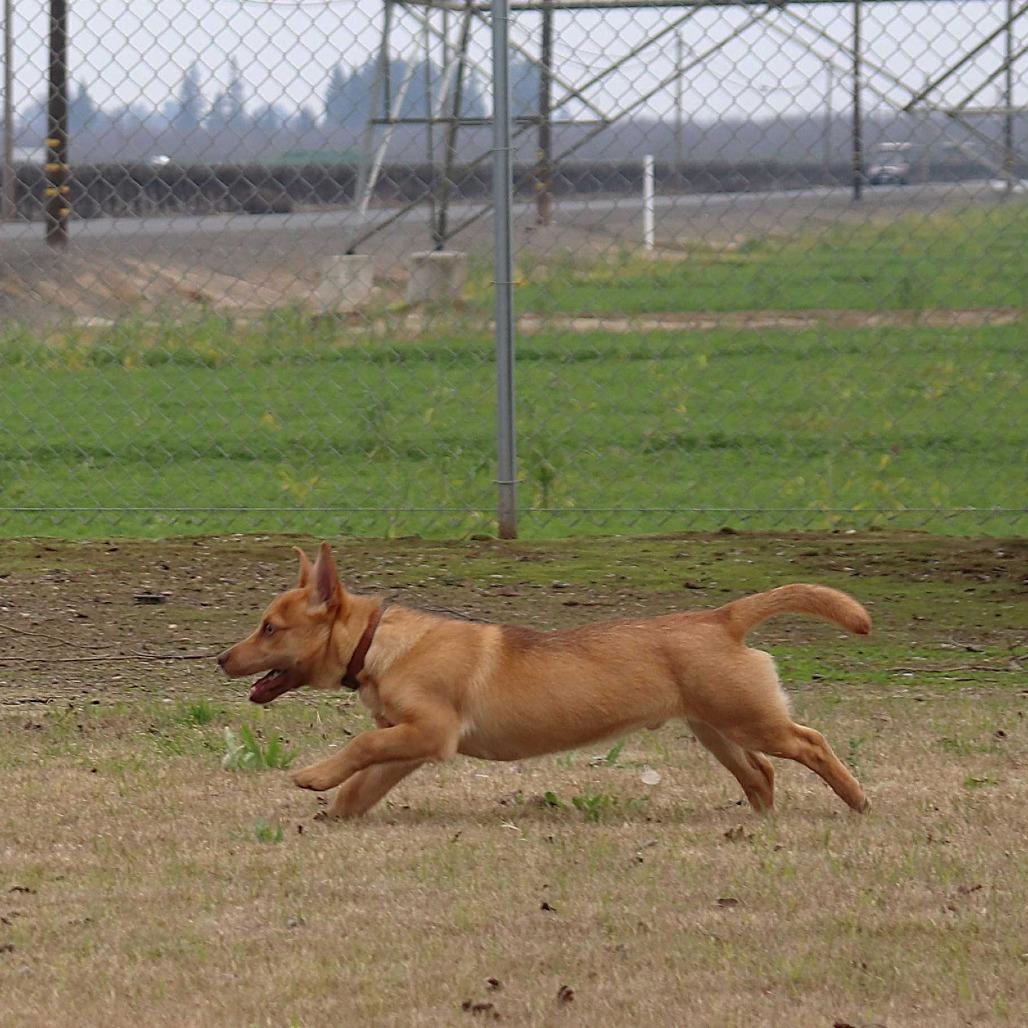 Enlarge Pip, a Adoptable Chihuahua in Fresno, CA image 2/6