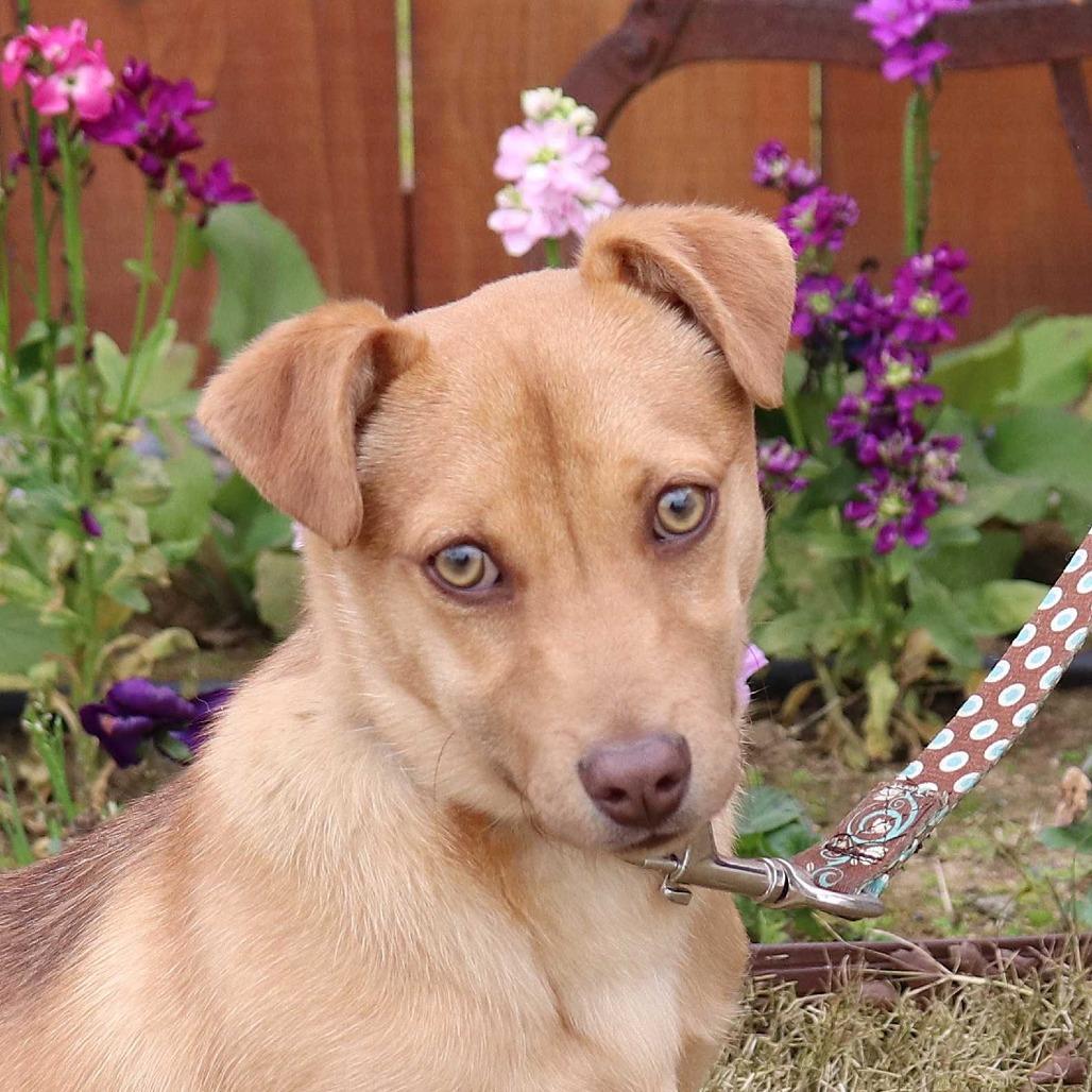 Pip, Adoptable, Puppy Male Chihuahua.