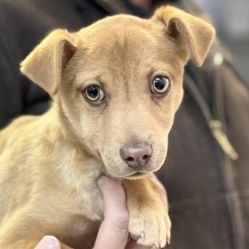 Enlarge Pip, a Adoptable Chihuahua in Fresno, CA image 3/6